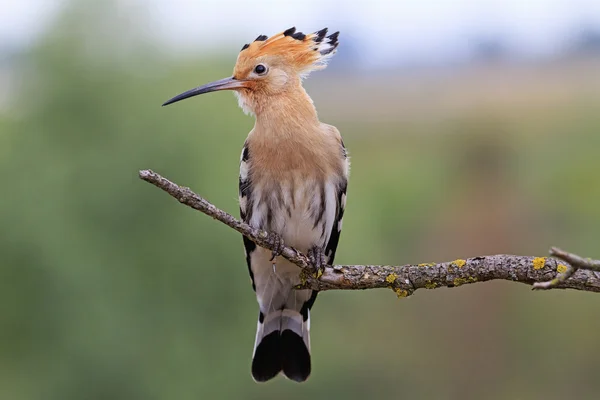hoopoe sitting on a dry branch
