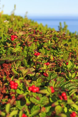 Sahilde olgun kızılcık