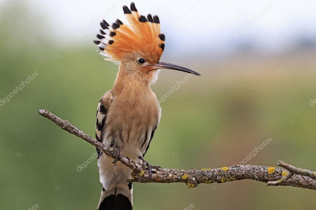 hoopoe disclosed with bangs