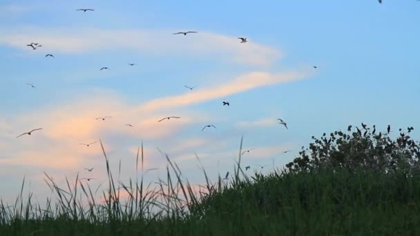 Kormorane und Möwen fliegen bei Sonnenuntergang — Stockvideo