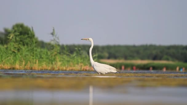 Egret promenader i grunt vatten — Stockvideo