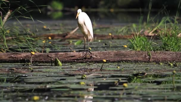 Grote witte vogel veren schoonmaken — Stockvideo