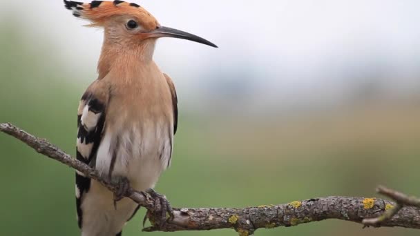 Hoopoe sitting on a dry branch — Stock Video