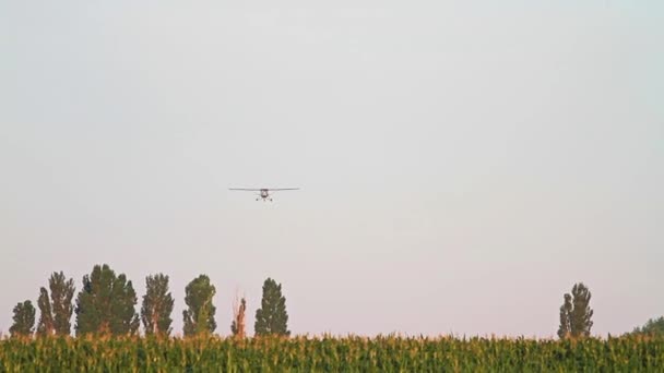 Vliegtuig vliegt over maïsveld — Stockvideo