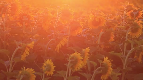 Słoneczniki na wschód — Wideo stockowe