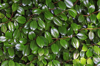 yeşil yaprakları ile güneş Blick