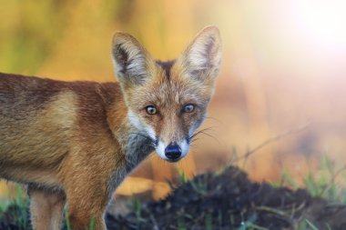 güneşli sıcak nokta ile güzel bir tilki portresi