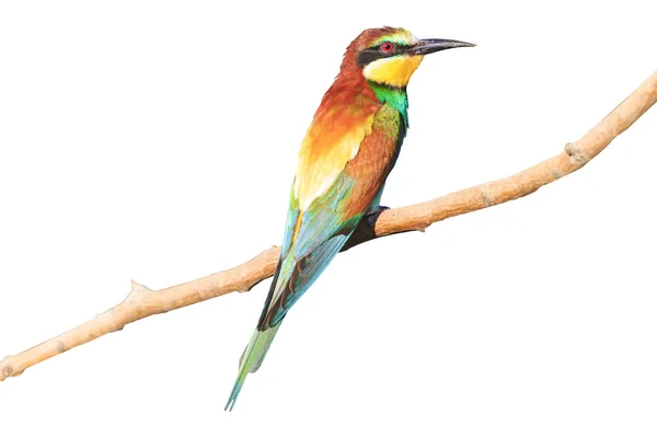 Birdy - Regenbogen isoliert auf weiß — Stockfoto