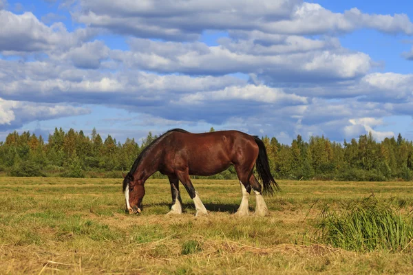 Shire cavalo pastando entre a paisagem sombria — Fotografia de Stock