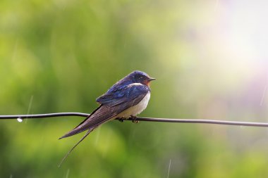 Güneşli sıcak nokta ile yağmurda bir tel üzerinde yutmak