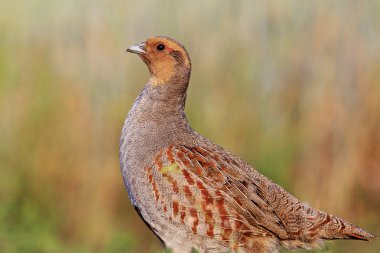 Geçerli bir sayaç ile Gri keklik