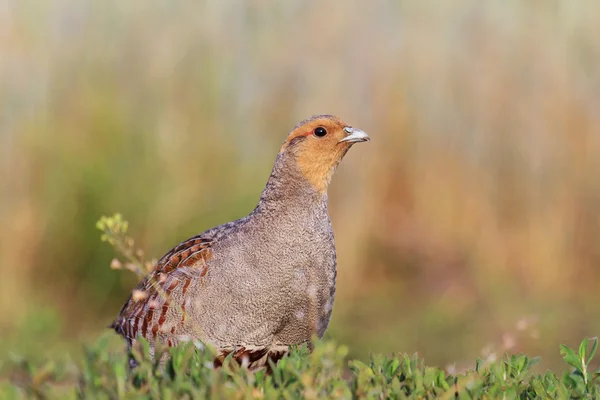 Gray partridge sits on the roadside roads — Stock Photo, Image