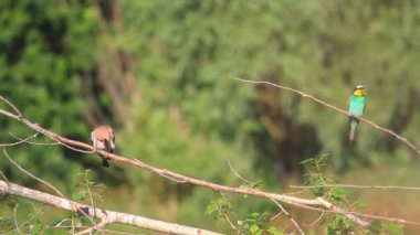 tüyler ibibik genel plan temizler