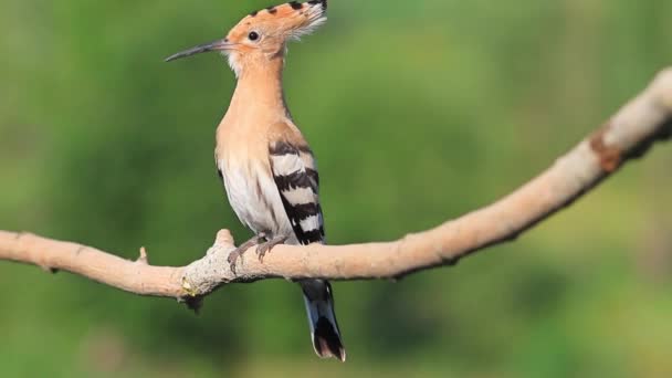 Schöner Vogel mit einem Kamm auf dem Kopf — Stockvideo