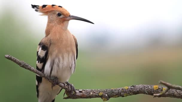 Hoopoe sitting on a branch close-up — Stock Video