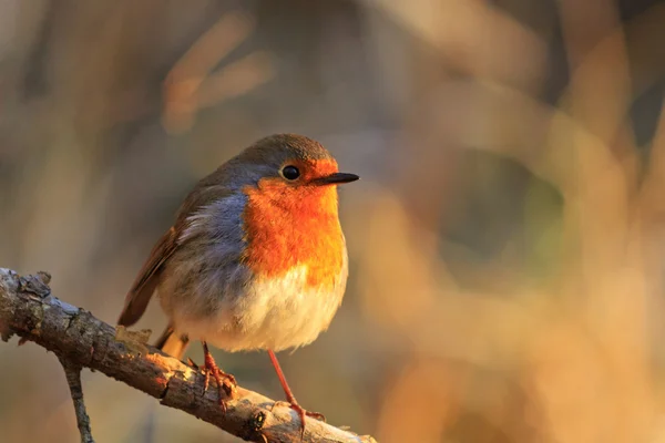 Bird - a symbol of Christmas — Stock Photo, Image