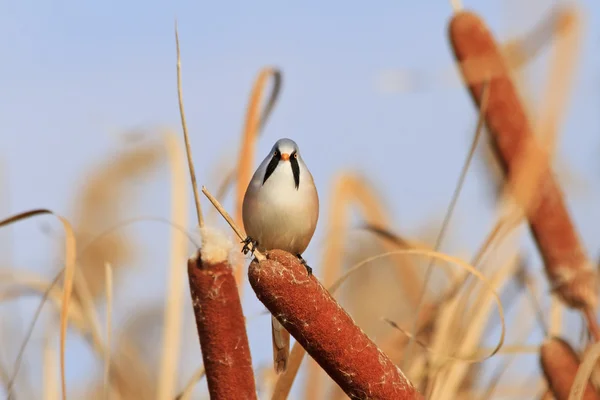 Bıyıklı kızgın kuş — Stok fotoğraf