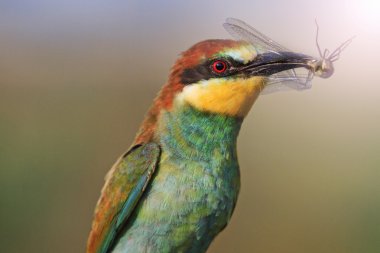 Gökkuşağı atmaca ile güneşli sıcak nokta