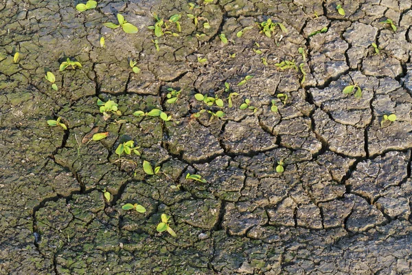 干ばつの後地球上の新しい生命 — ストック写真