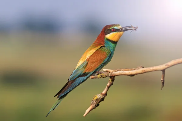 Abeja europea devorador de un pájaro de color con punto caliente soleado —  Fotos de Stock