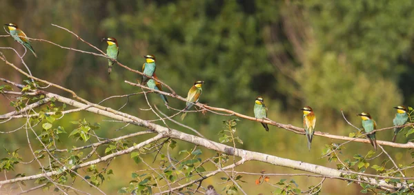 A Birds of Paradise panoráma — Stock Fotó