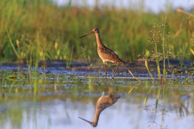 Siyah-kuyruk çulluğu ve su yansıması