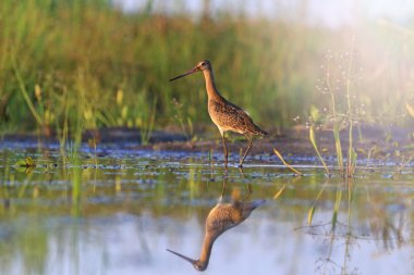 Black-tailed godwit and reflection on water with sunny hotspot clipart