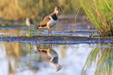 Kuzey kız kuşu genç kuş yansıma su
