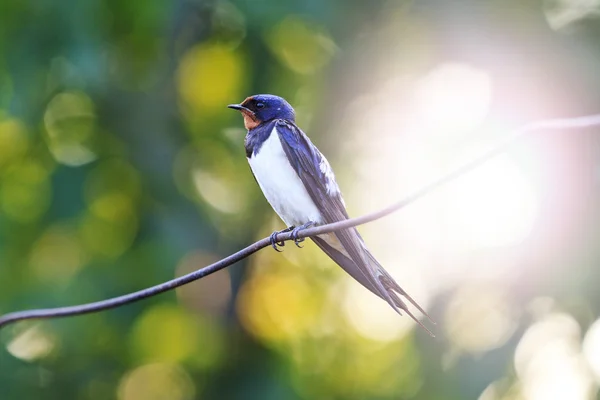 Güneşli sıcak nokta ile tel üzerinde oturan kuş — Stok fotoğraf