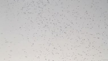 Kırlangıçlar trenler geçişten önce sürüsü