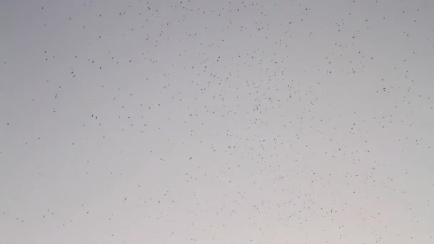 Bandada de aves contra el cielo — Vídeo de stock