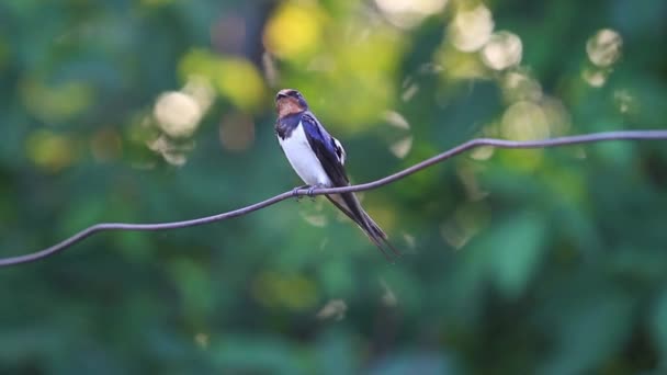 Swallow tel üzerinde tüyler temizler — Stok video