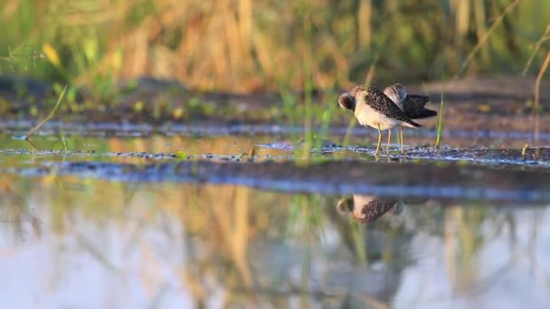 Dvě sandpipers čištění peří — Stock video