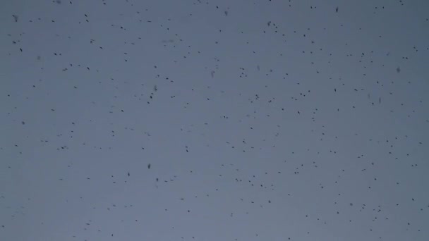 Тысячи ласточек мигрируют на юг . — стоковое видео