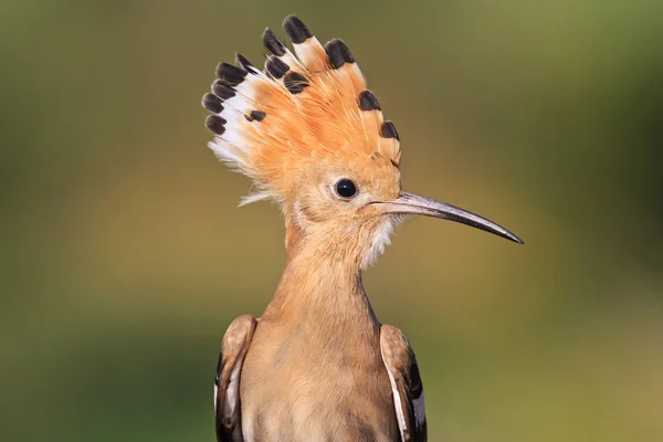 Seltener Vogel mit einem Büschel in schönen Farben — Stockfoto