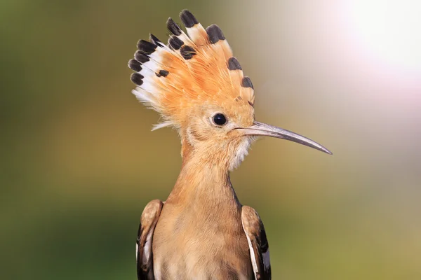 Seltener Vogel mit einem Büschel in schönen Farben sonnigen Hotspot — Stockfoto
