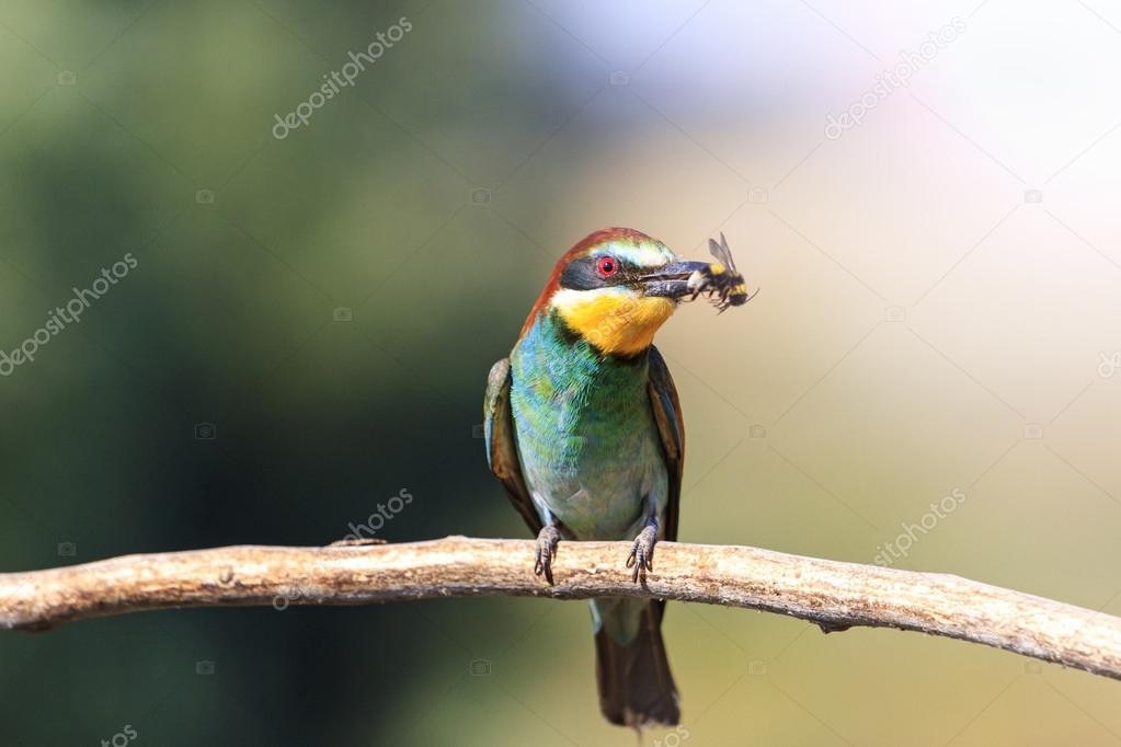 european bee eater with a bumblebee in its beak  sunny hotspot