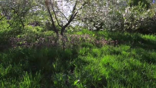 Cherry tree and sunlight in the crowns — Stock Video