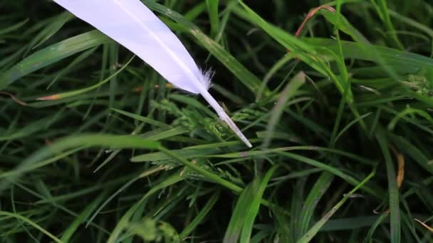 Pluma blanca sobre hierba verde — Vídeo de stock