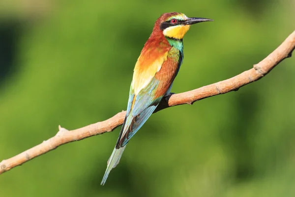 Birdy - радуга сидит на зеленом фоне ветки — стоковое фото