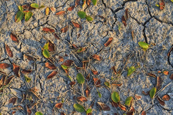 干旱和死植物 — 图库照片