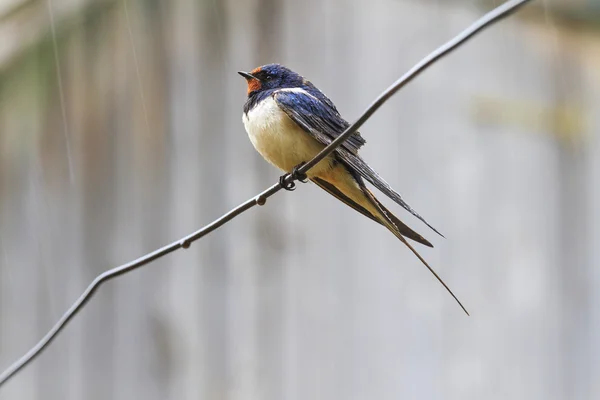 Uccello sotto la pioggia — Foto Stock