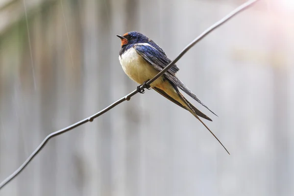 Uccello sotto la pioggia con hotspot soleggiato — Foto Stock