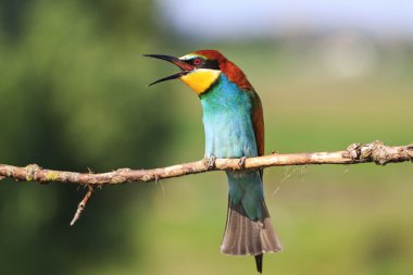 bir dal üzerinde oturan güzel şarkı kuş