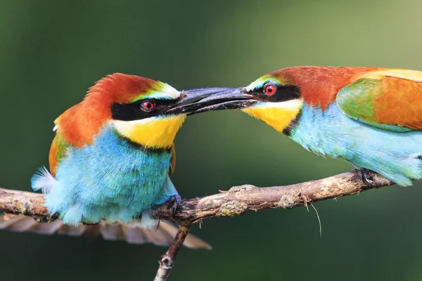 Aves firmes aperto de mão — Fotografia de Stock