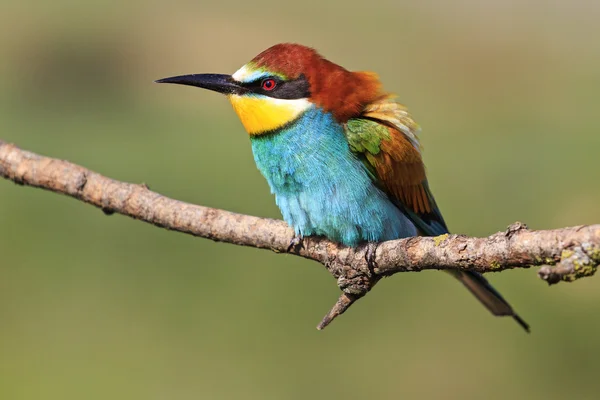 Oiseau coloré sur une branche — Photo