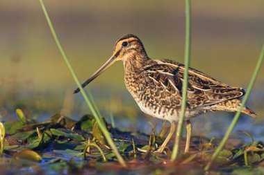 snipe at the front of the rack clipart
