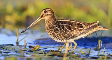 snipe among aquatic vegetation clipart