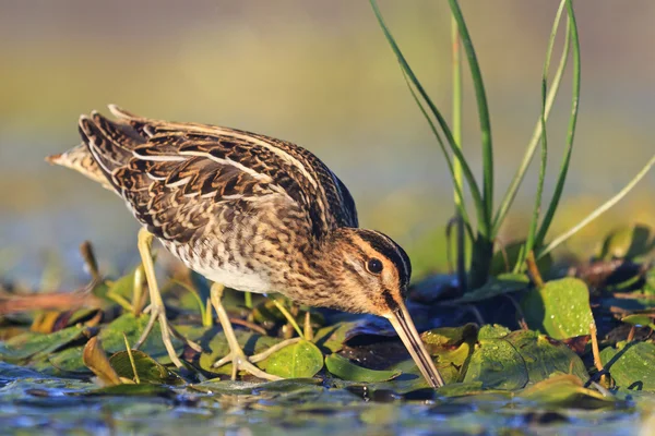 Snipe gets food from under the mud — Stock Photo, Image