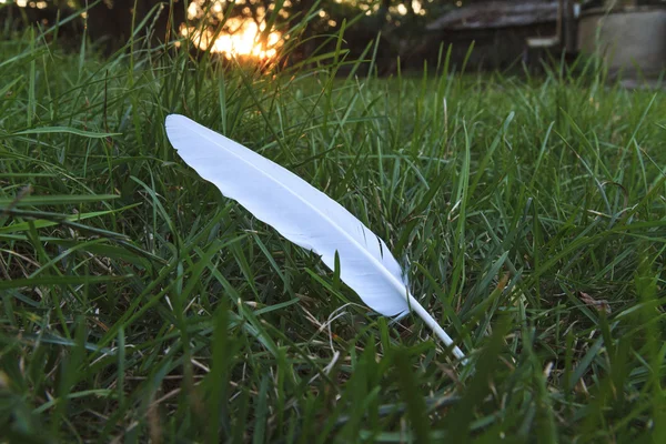 Hierba verde y pluma blanca al atardecer —  Fotos de Stock